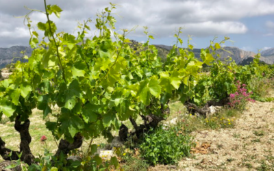 Qué son los Vinos Naturales y Cómo Diferenciarlos